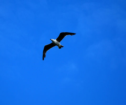 Möwe.