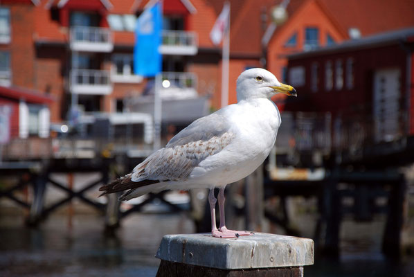 Silbermöwe.