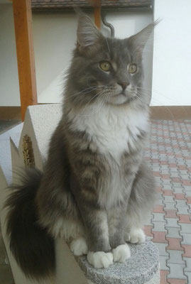 Die Farben Der Maine Coon Marthas Mainecoons Jimdo