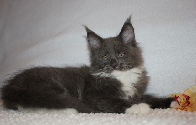 Die Farben Der Maine Coon Marthas Mainecoonsjimdo