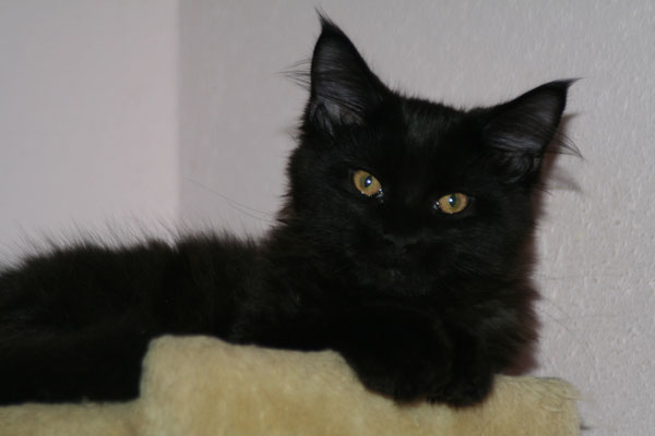 Die Farben Der Maine Coon Marthas Mainecoonsjimdo