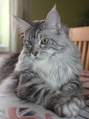 Die Farben Der Maine Coon Marthas Mainecoons Jimdo