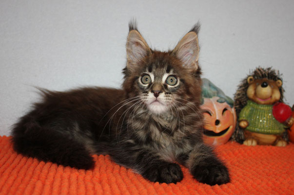 Maine Coon Katze Carry Of Maine Coon Castle