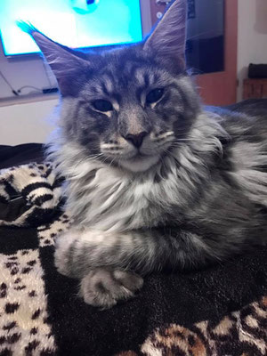 Die Farben Der Maine Coon Marthas Mainecoons Jimdo