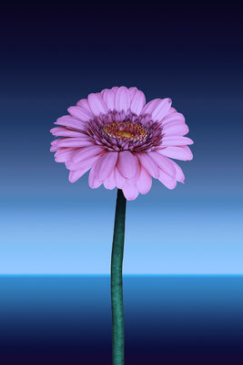 Gerbera 6 | 3:2