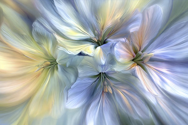 Flower Symphony VI | 3:2