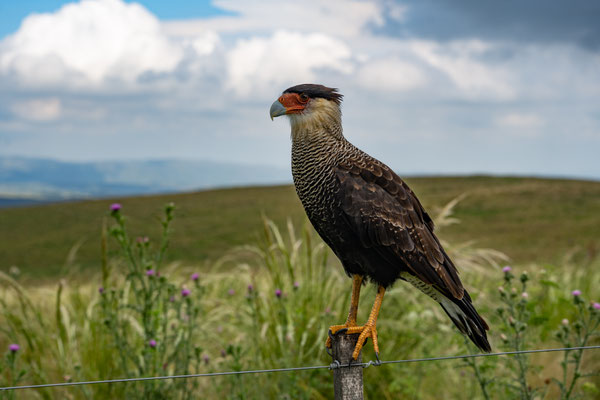 Caracara