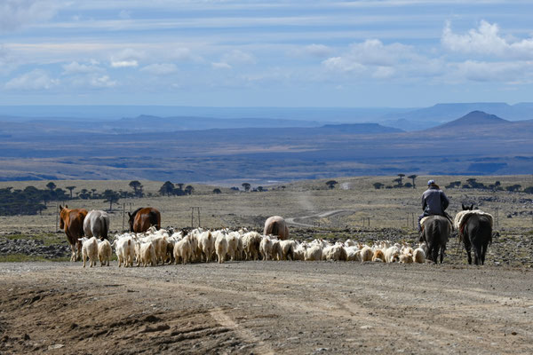 Gauchos bei der Arbeit