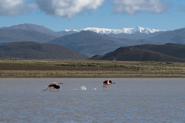 Flamingos in der Laguna Blanca