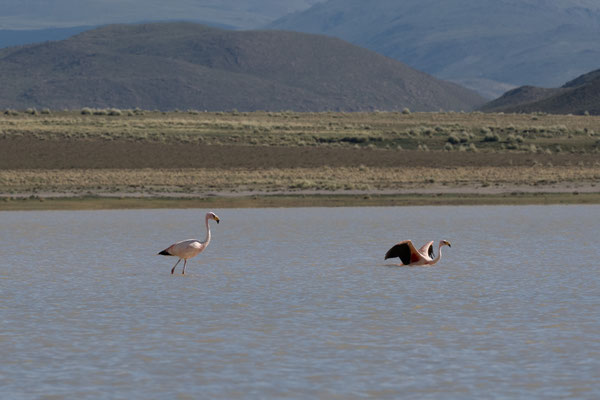 Flamingos in der Laguna Blanca