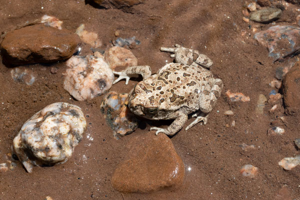 ein Frosch der sich sonnt