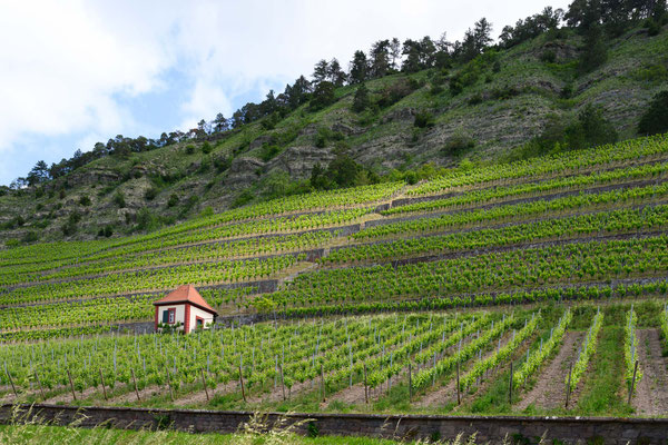 Weinanbau am Main