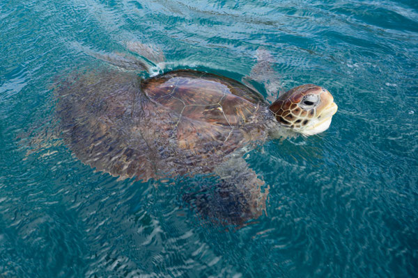 Schnorcheln mit Schildkröten am Praia de Sao Pedro