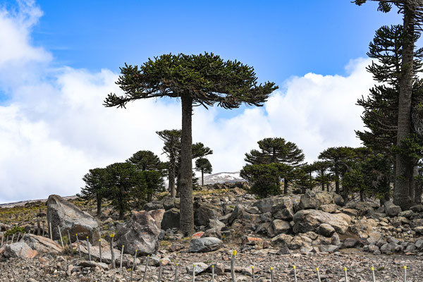 Araukarie