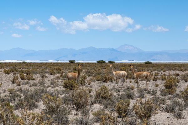 Vicunas in der Salzebene