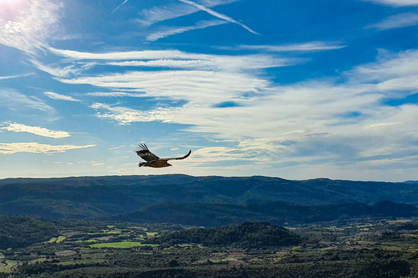 Geier auf Augenhöhe beim Klettern am Pena Rueba in Riglos