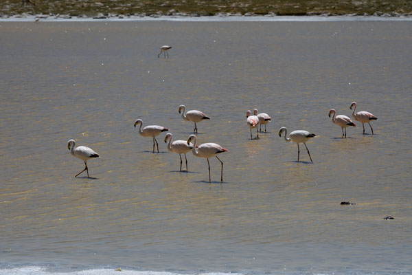Flamengos auf über 4000m Höhe