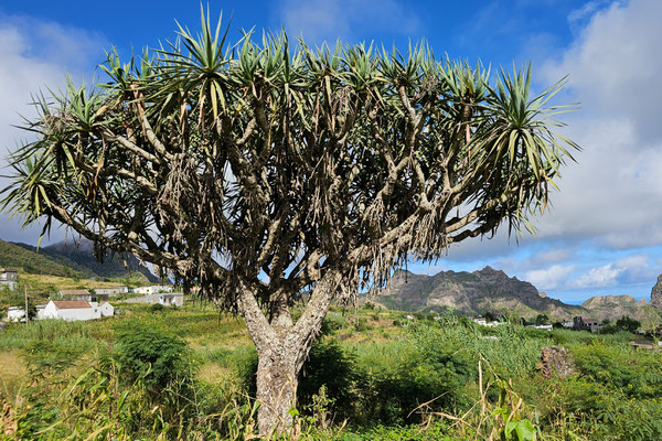 Besteigung des Monte Gordo, Sao Nicolau