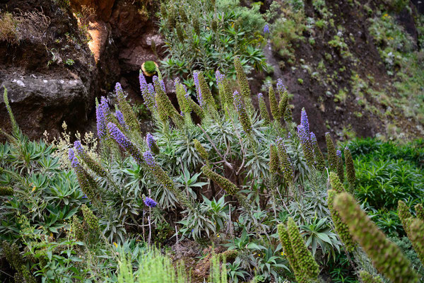 Der Madeira Natternkopf auch als "Stolz von Madeira" bekannt