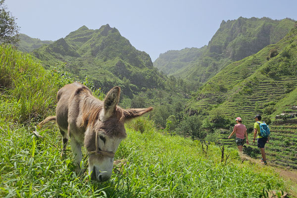 Wandern rund um Sinagoga, Santo Antao