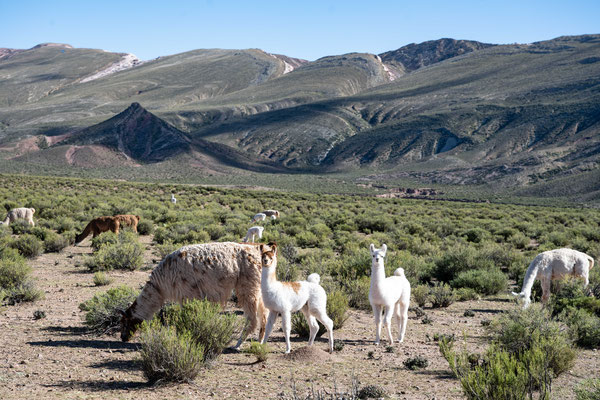 Lamas