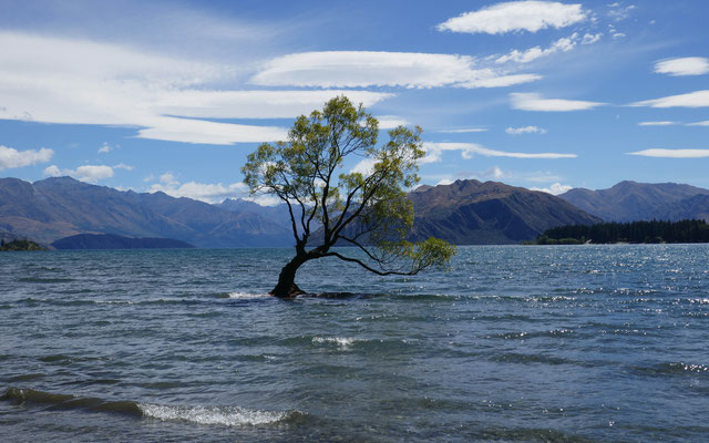 Fotobaum im Lake Wanaka