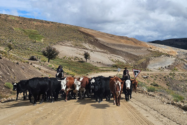 Gauchos bei der Arbeit