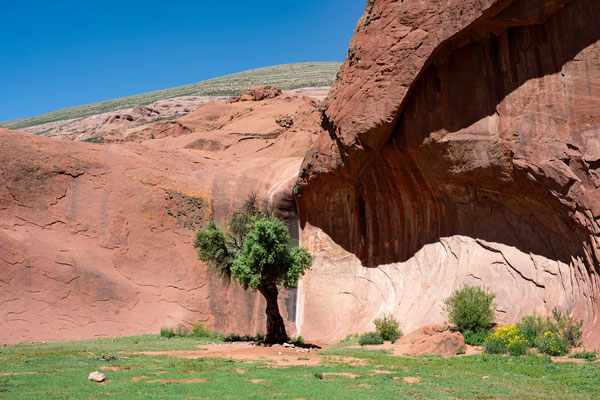 berühmter Baum bei den Inca Cueva 