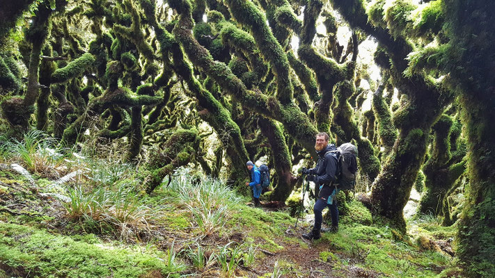 Zauberwald vor der Anderson Hut