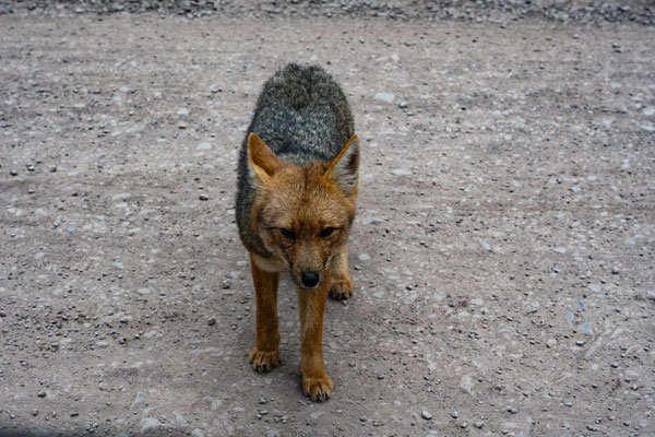 ein Fuchs kommt zum Betteln
