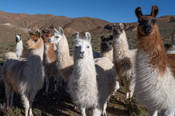ich werde von den Lamas beäugt