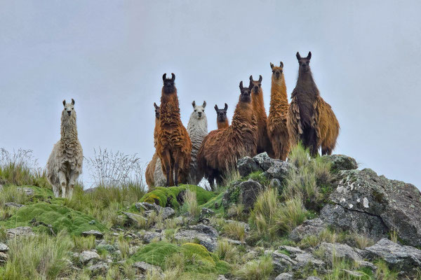 eine Herde wilder Lamas