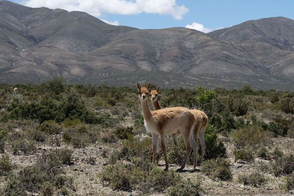 Vicunas