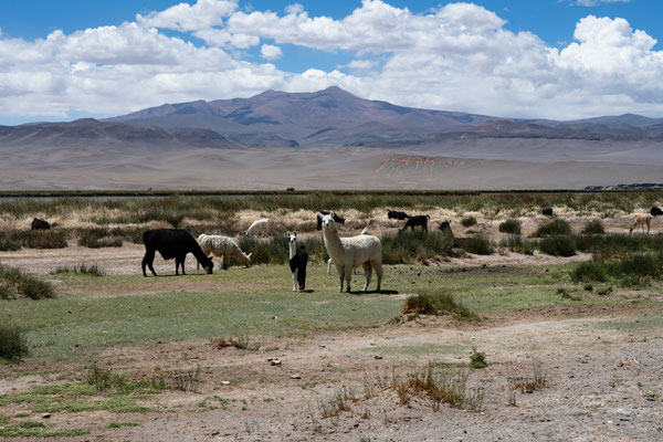 Lamas auf den weiten Ebenen der Catamarca