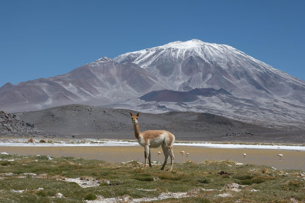 Vulkan Incahuasi 6640m