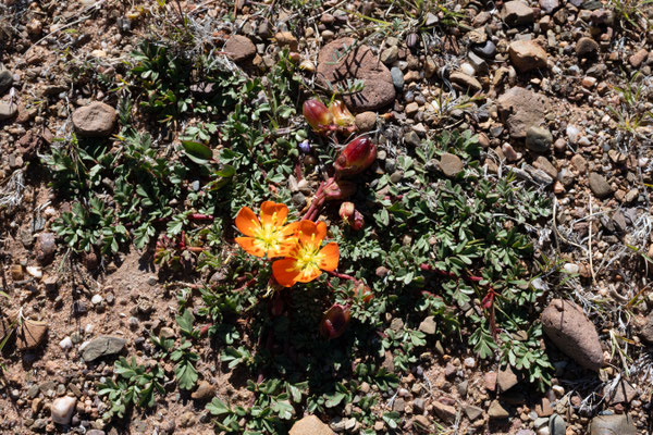 eine Steppenblume, Calalndrina caespitosa