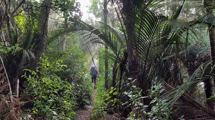 Timber TRail - Te Araroa