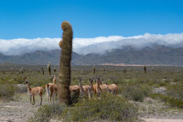 Nationalpark Los Cardones