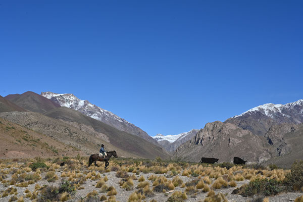 Gauchos