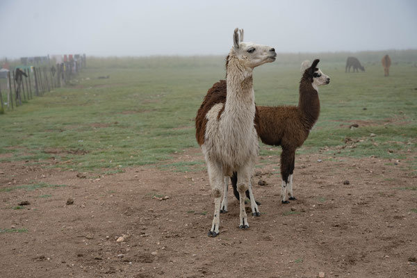 Lamas am Pass Abra del Infiernillo