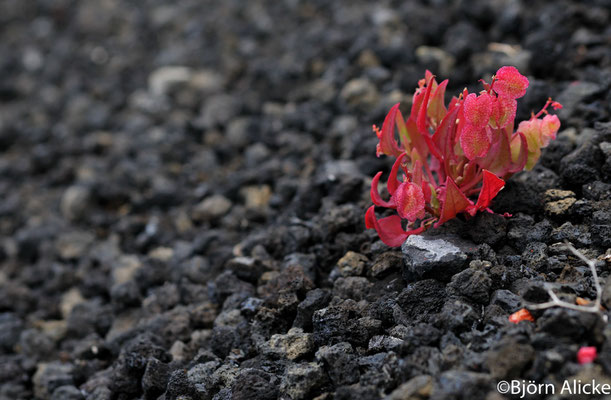 Karge Bedingungen, Lanzarote