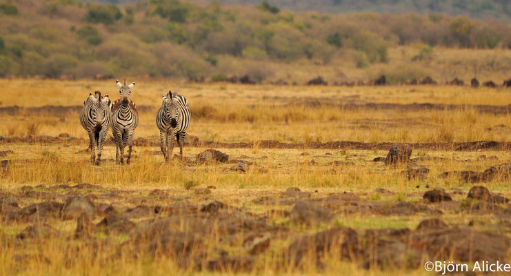 Masai Mara 1, Kenia