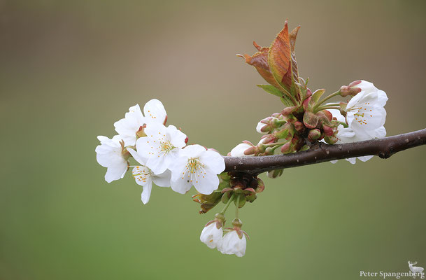 Wilde Kirschblüten, Stack aus 18 Aufnahmen