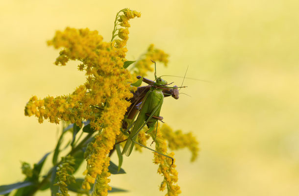 Mantis religiosa