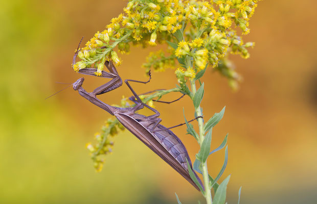 Mantis religiosa