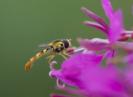 Schwebfliege an Weidenröschenblüte