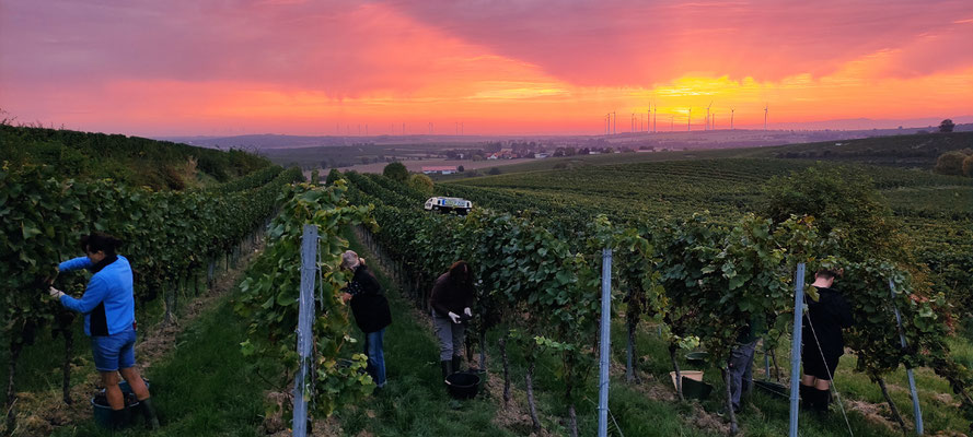 Traubenselektion bei Sonnenaufgang, hier im Grauburgunder. Die Burgunderrebsorten waren anspruchsvoll und erforderten einen hohen Selektionsaufwand. 