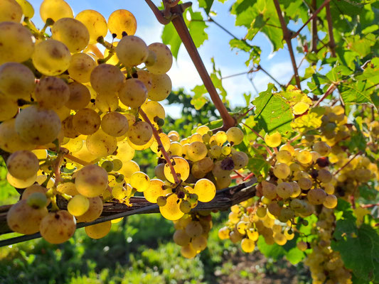 Traubenmodels Teil 4: Riesling im vollreifen Zustand, die Beeren werden dann immer transparenter und die Freude des Winzers ist groß! 