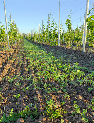 Arbeiten mit der Natur - zum Herbst gehört die Herbstbegrünung, hier in unserem Jungfeld. Die Begrünung "saugt" überschüssige Nährstoffe aus dem Boden, sodass diese über den Winter nicht ins Grundwasser geraten (Stichwort "Nitrat").