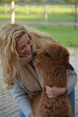 Alpakas Ludinghausen Marketing Und Tourismus